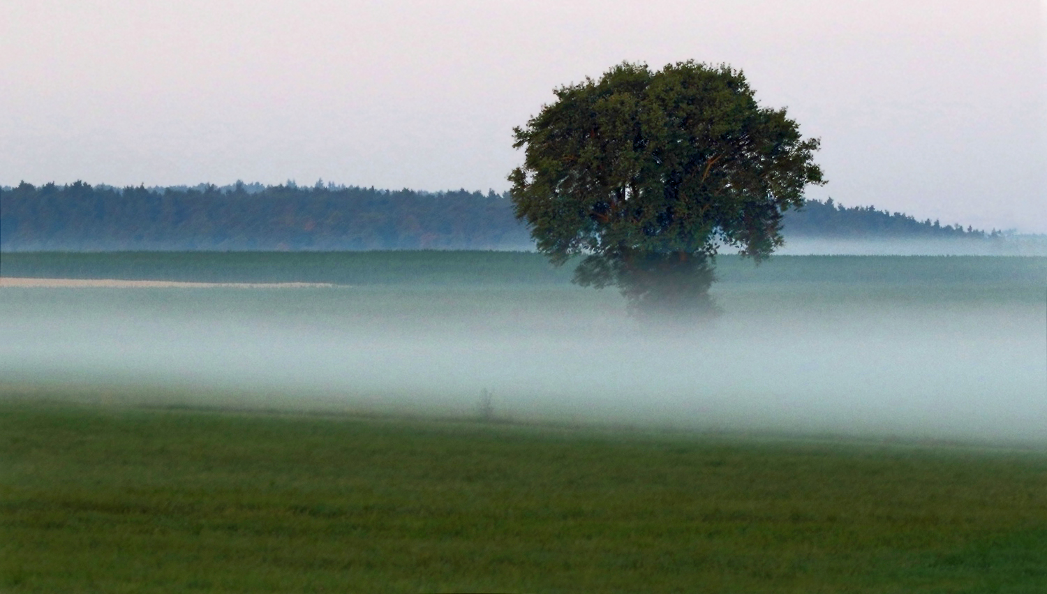 "Morgens vom Ansitz aus"