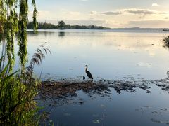 morgens vor dem Aufstehen (Schweriner See)