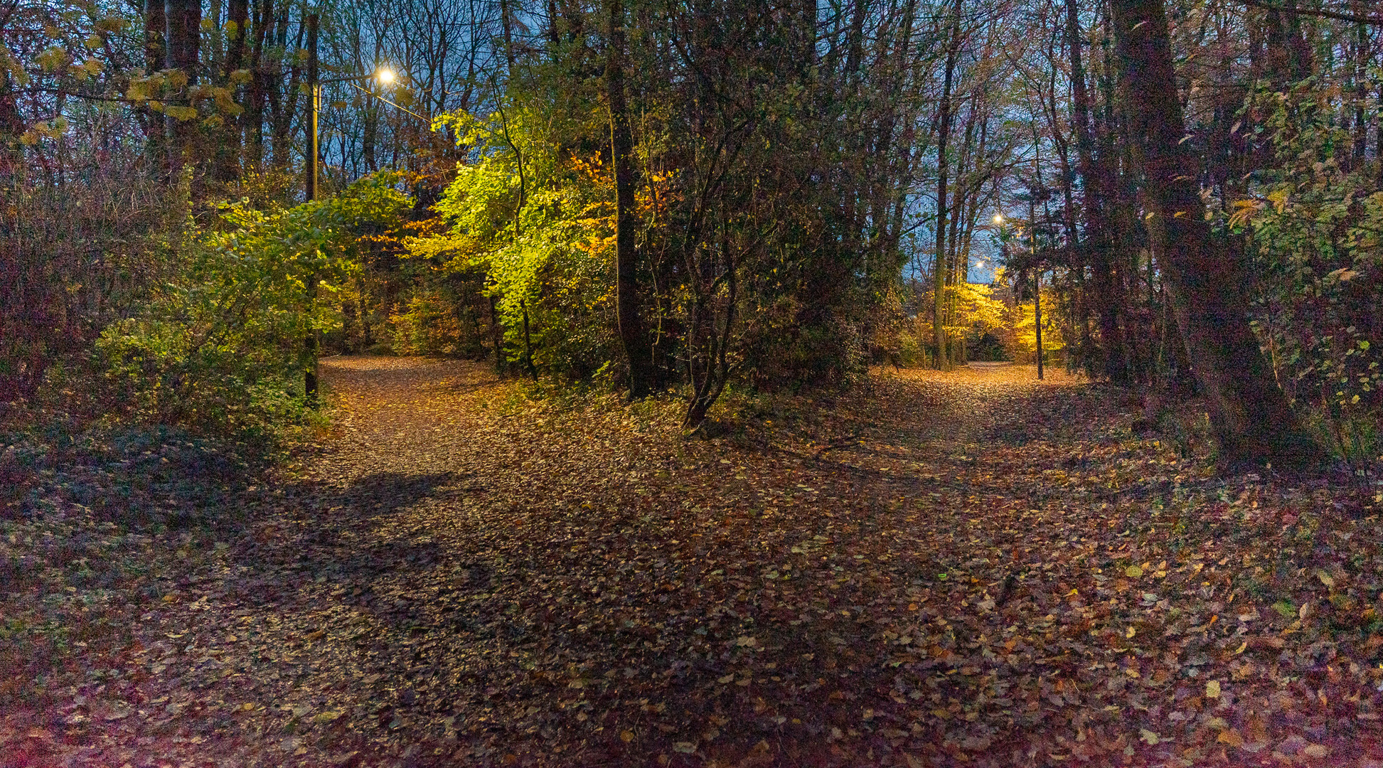 Morgens vor Sonnenaufgang im Park