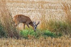 "Morgens wenn der Bock schon grast"