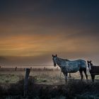 Morgens zw. Weser und Wiehengebirge