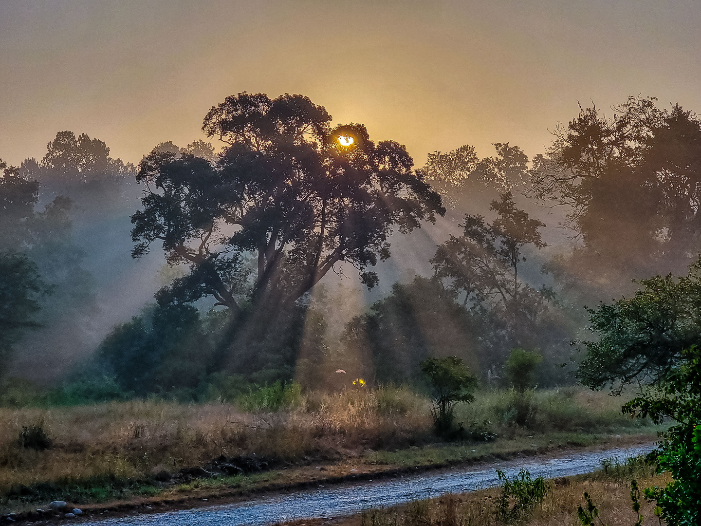 Morgensafari in den Nationalpark