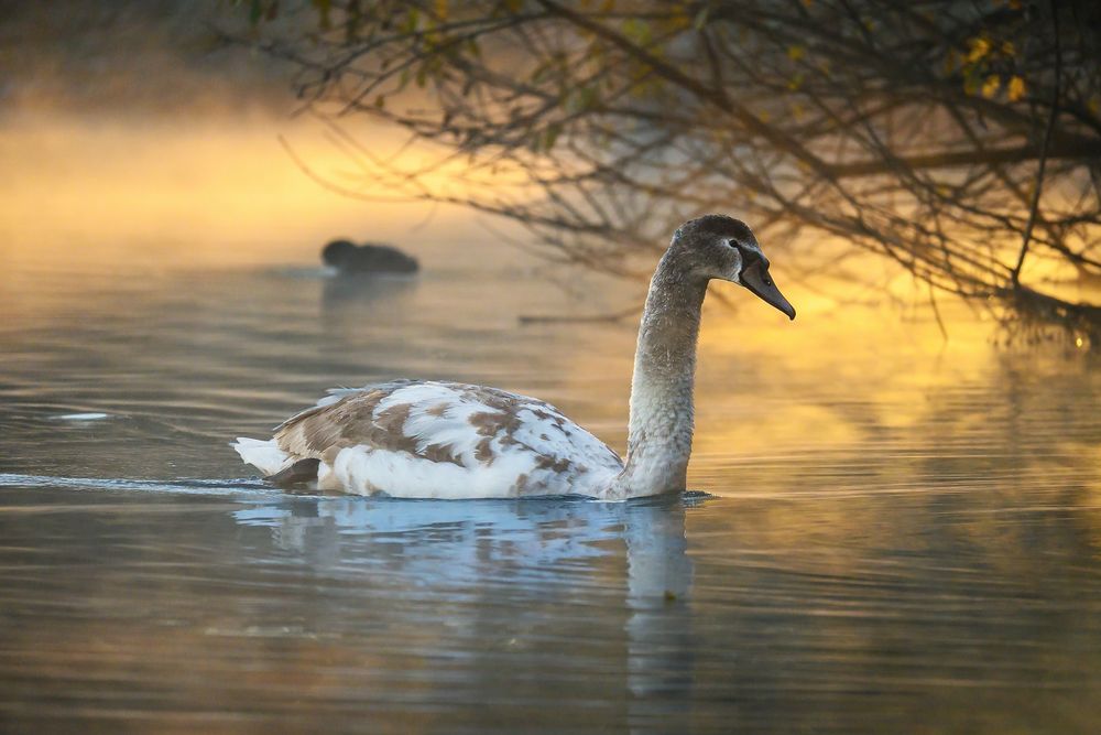  ::. Morgenschwimmer .::