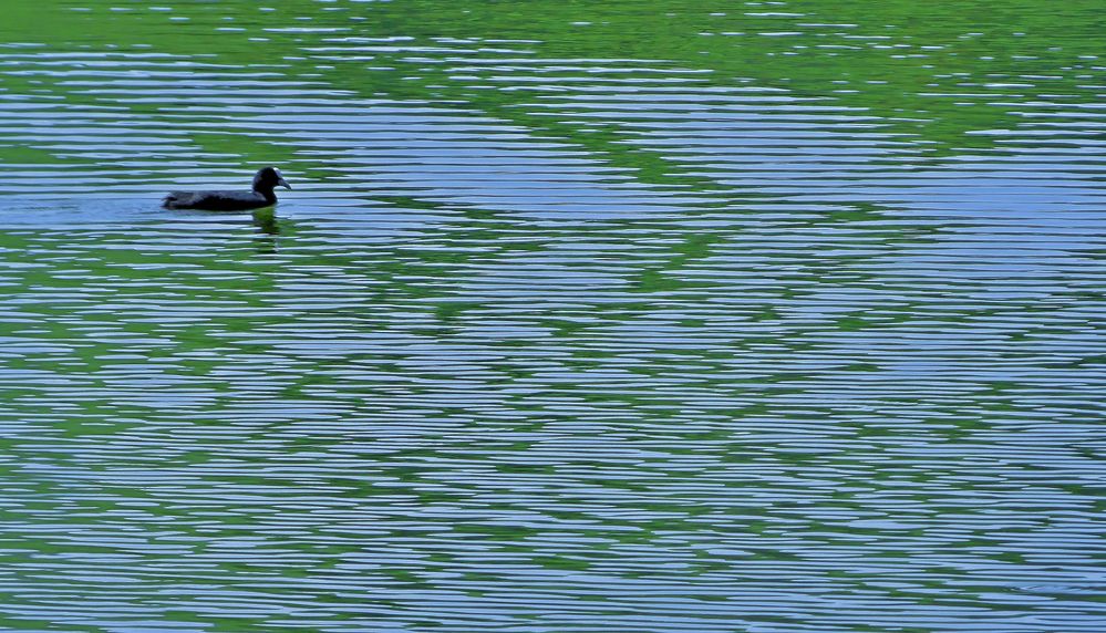 Morgenschwumm im Horgner Bergweiher