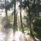 Morgensgespenster im argentinischen Delta