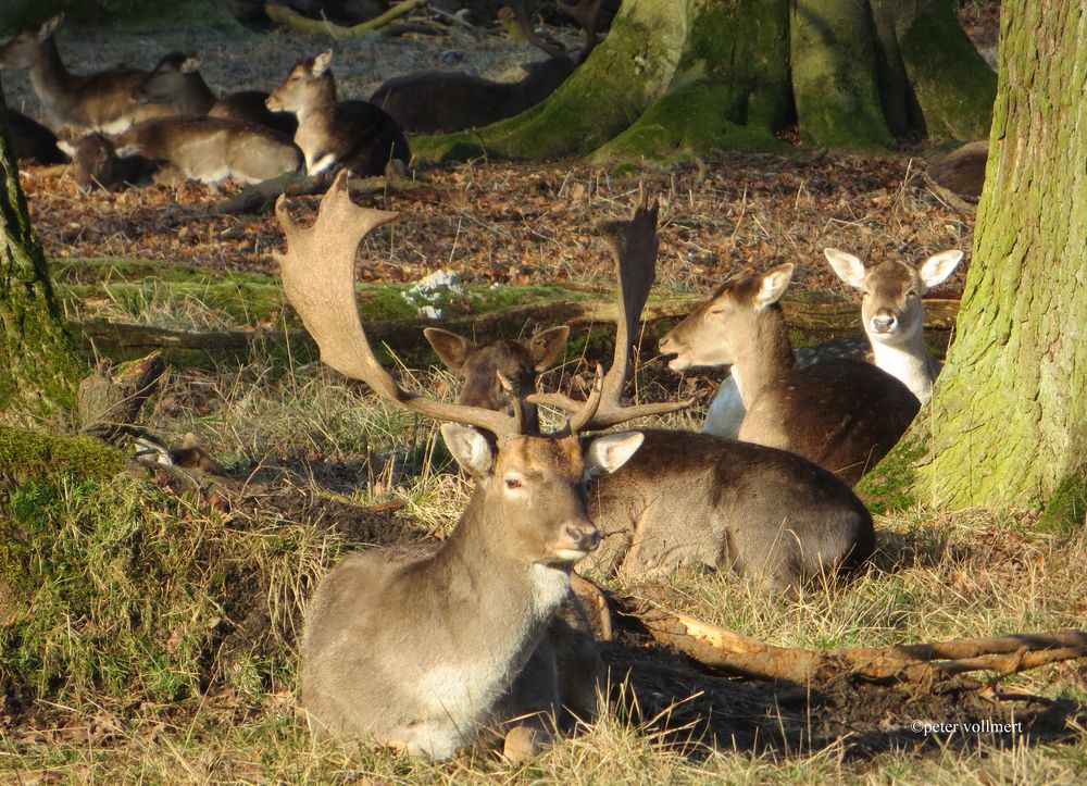 Morgensiesta beim Dammwild im Tiergarten Hannover