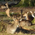 Morgensiesta beim Dammwild im Tiergarten Hannover