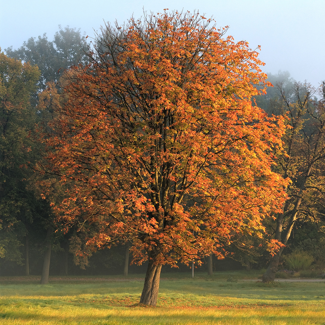 Morgensonne