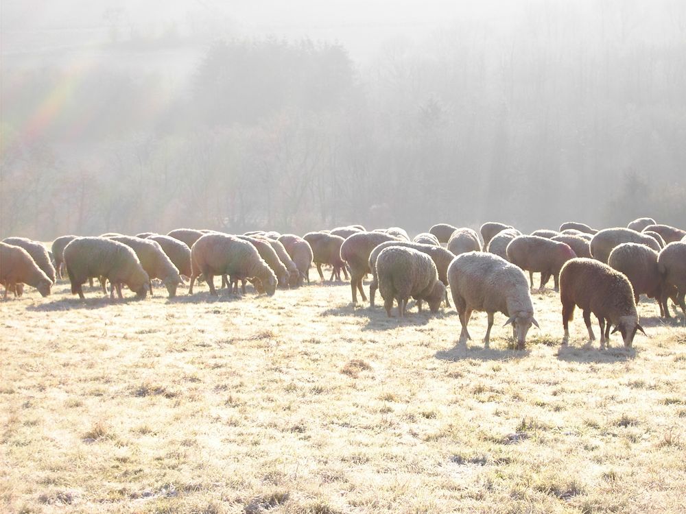 Morgensonne von Erich Breitz 