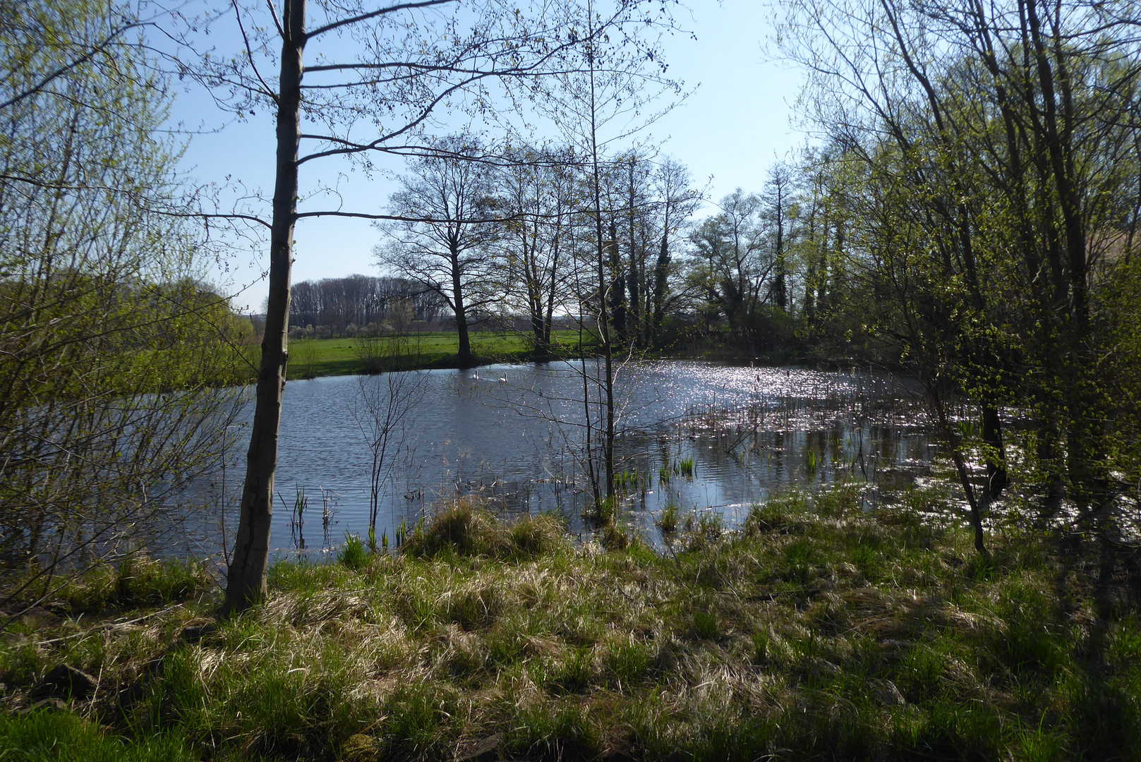 Morgensonne am Teich