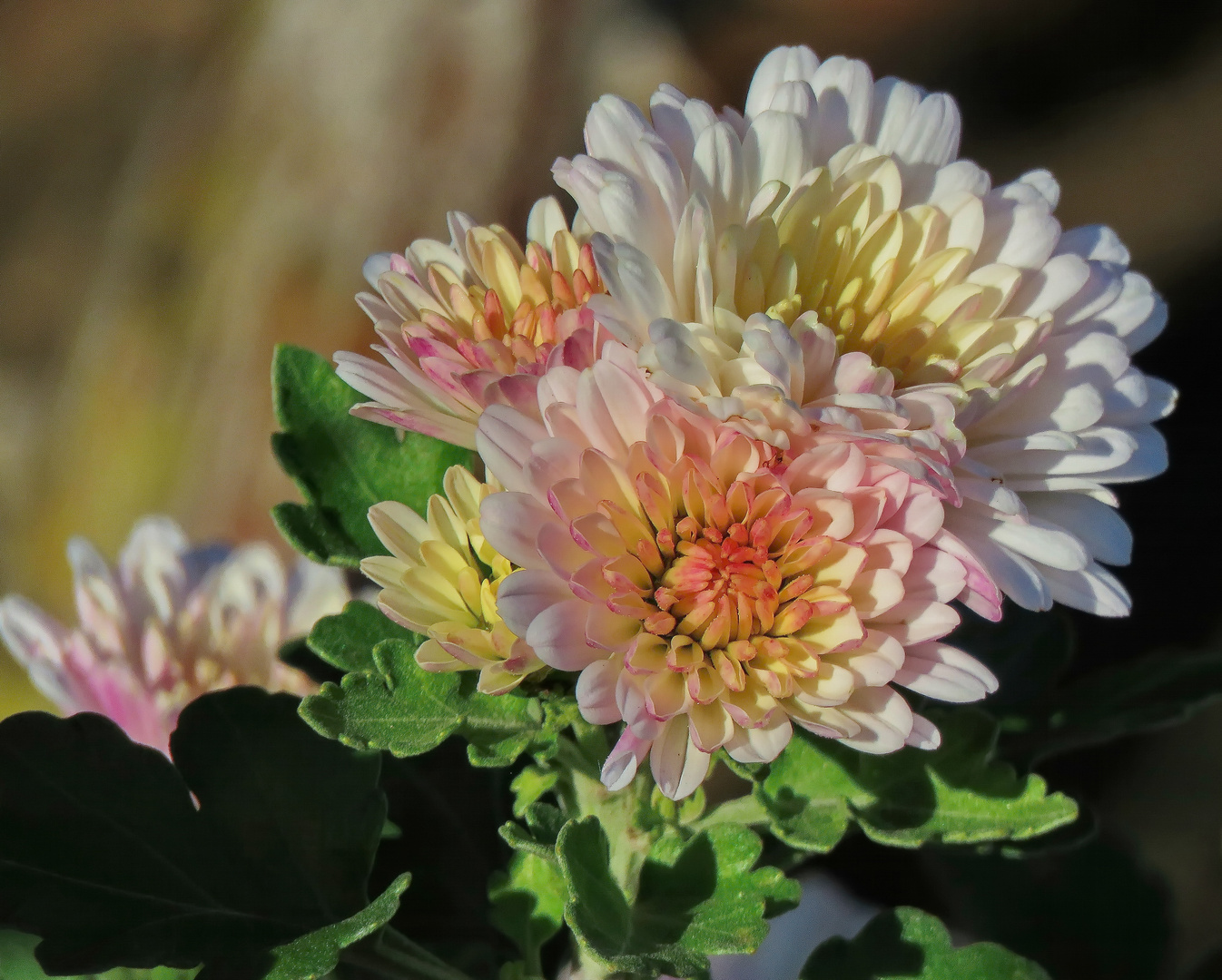 am Weg kleine Chrysanthemen, Foto & Bild