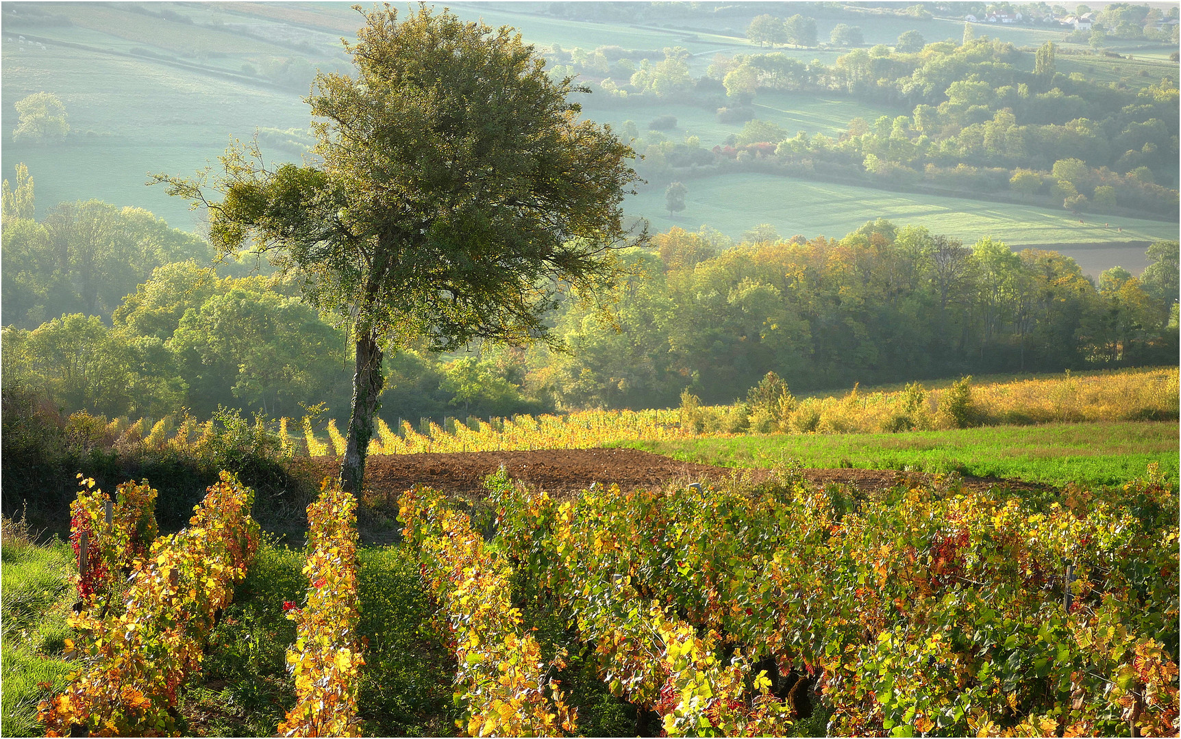 Morgensonne am Weinberg