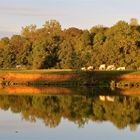 ... Morgensonne an der Saône !!!...