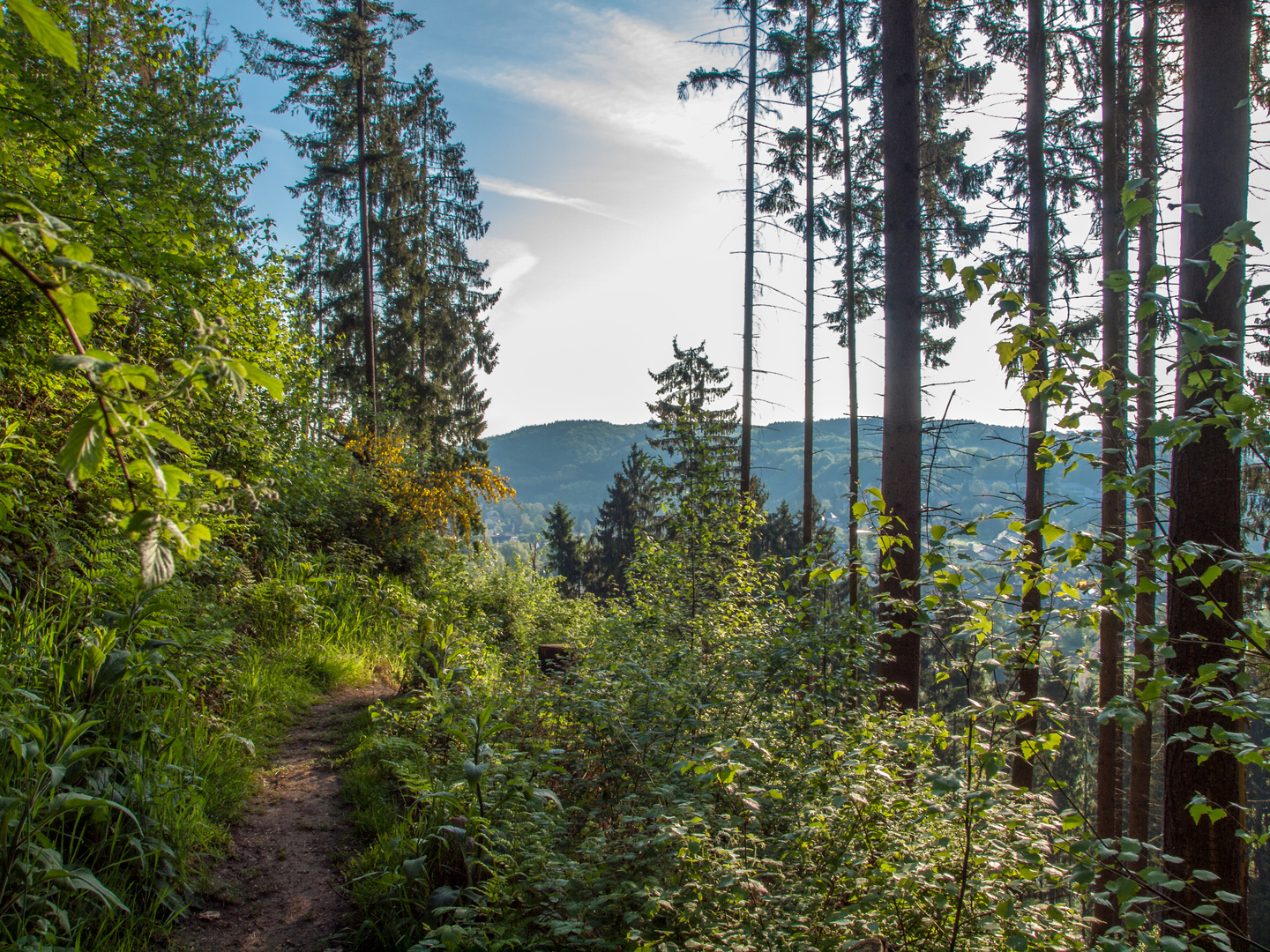 Morgensonne auf dem Natursteig Sieg