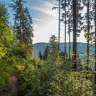 Morgensonne auf dem Natursteig Sieg