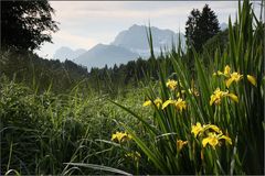 ~ Morgensonne auf den Lilien -