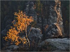 Morgensonne auf der Bastei