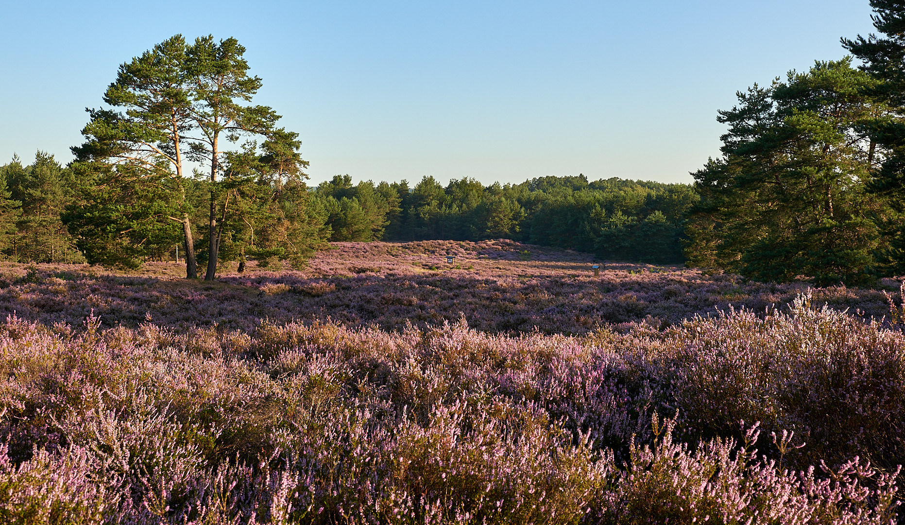 Morgensonne auf der Mehlinger Heide...