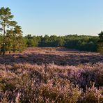 Morgensonne auf der Mehlinger Heide...