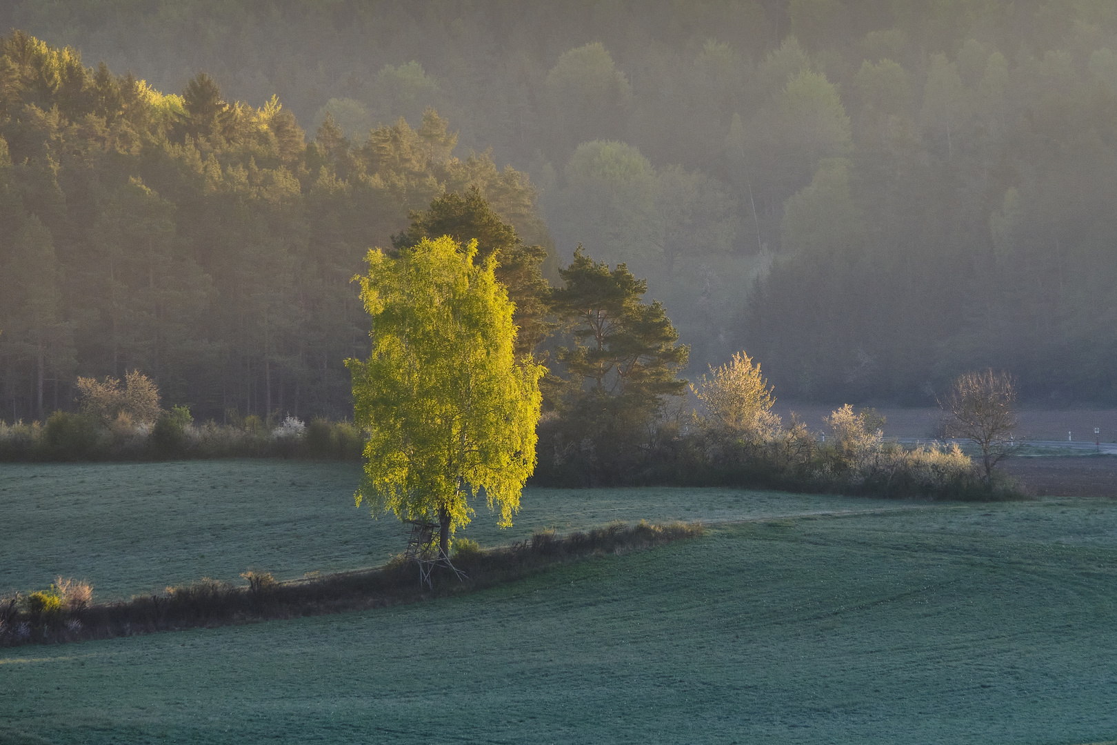 Morgensonne auf Raureif 