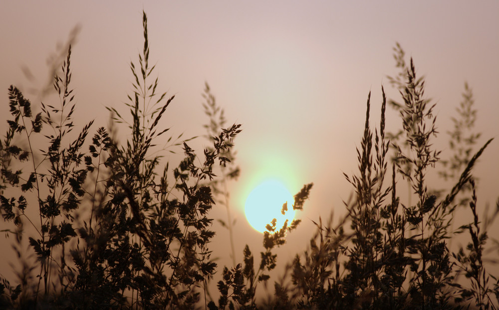 Morgensonne von Susanne Meier