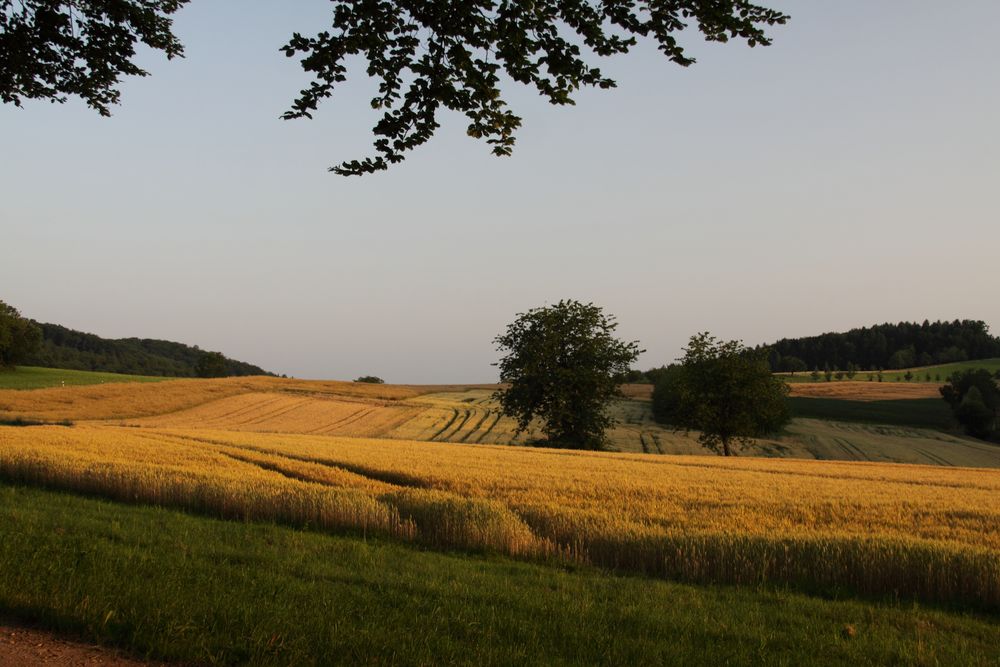 Morgensonne, Erlenboden an der L134 / Liel - Sitzenkirch