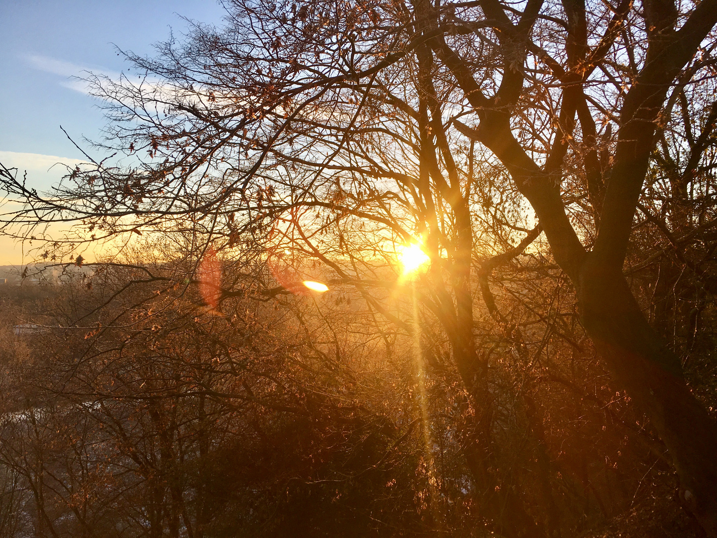 Morgensonne gegen Baumsilhouette