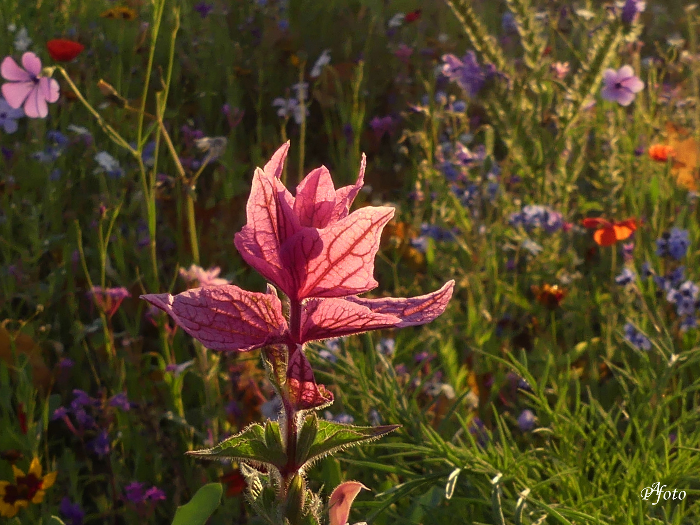 Morgensonne hat mein Herz erfreut