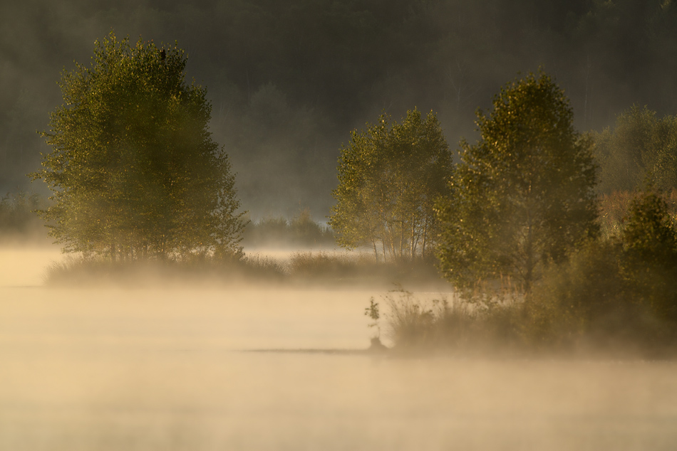 Morgensonne im Ainringer Moos