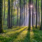 *Morgensonne im Bärlauchwald*