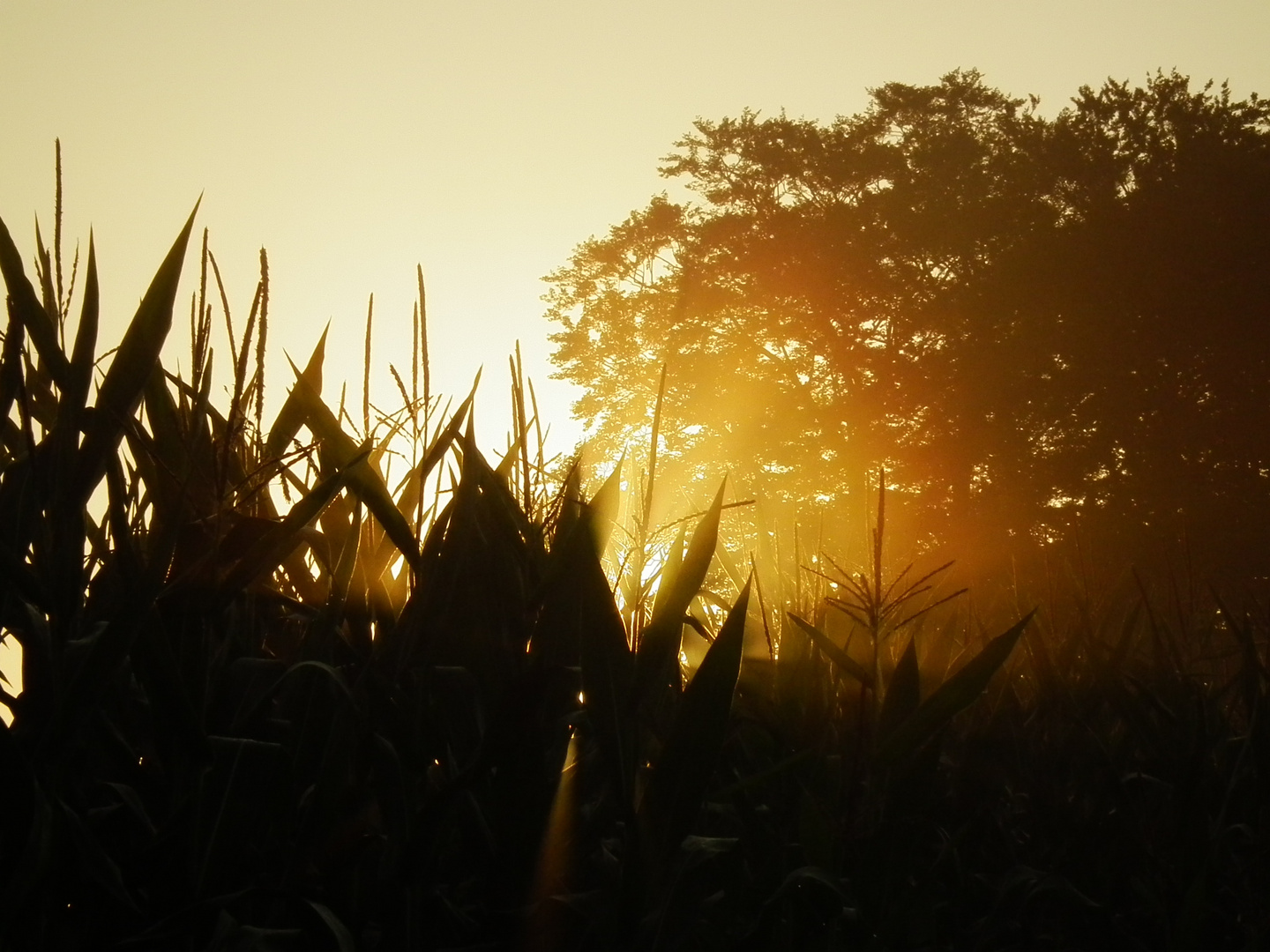 Morgensonne im Dunst des Taues