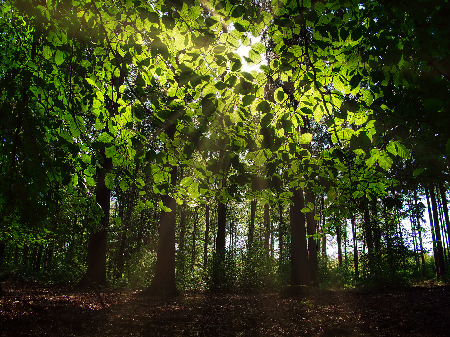 Morgensonne im Eifelwald