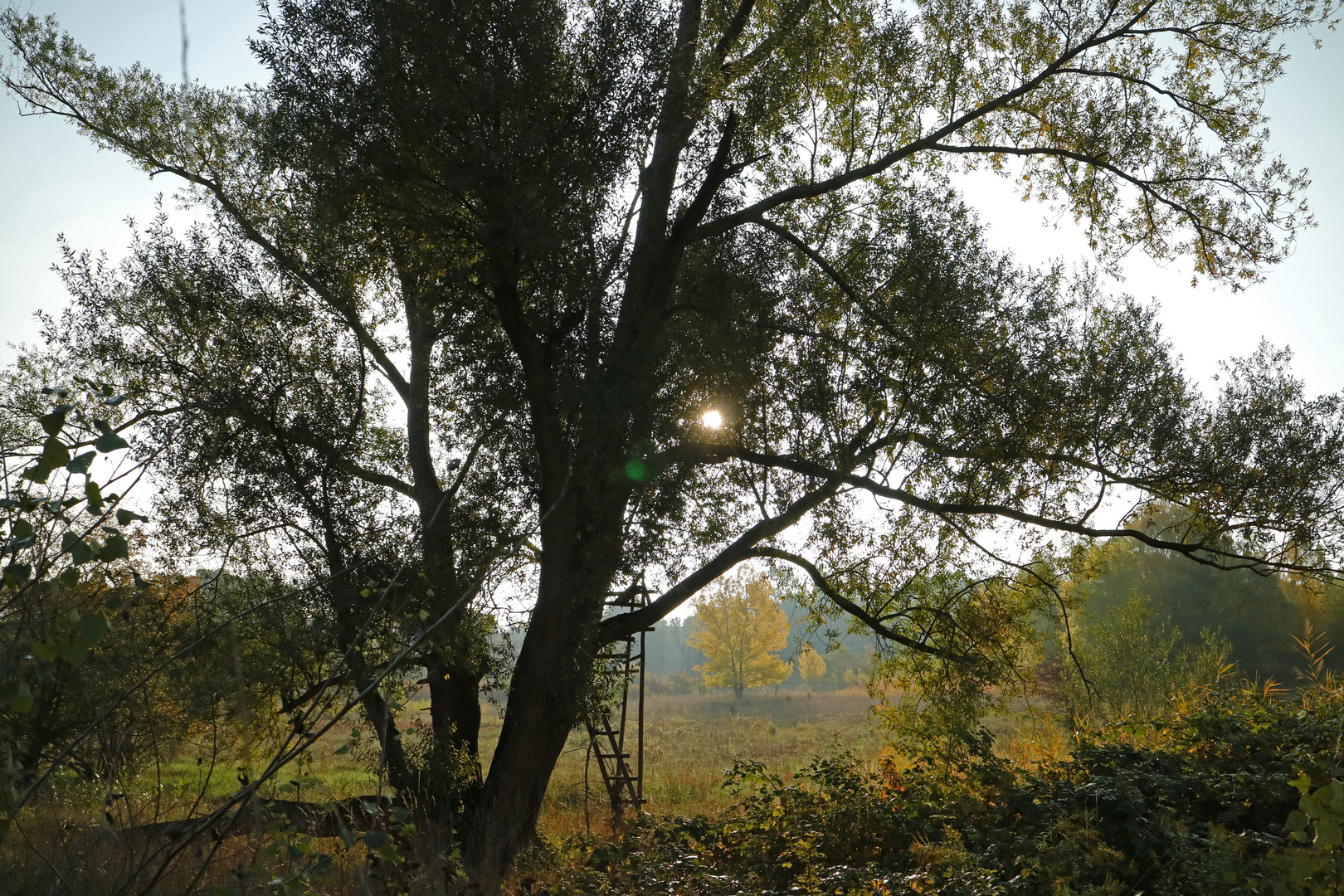 Morgensonne im Herbst