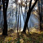 morgensonne im herbstlichen wald