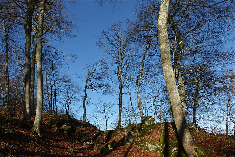 Morgensonne im Herbstwald