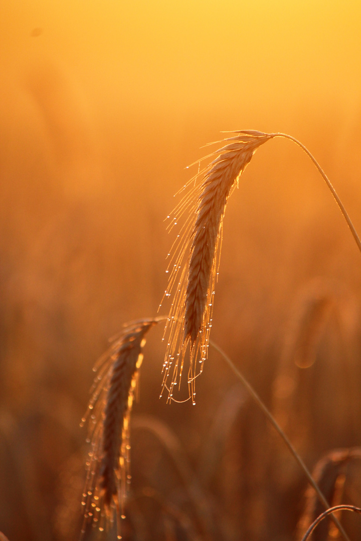 Morgensonne im Kornfeld