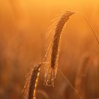 Morgensonne im Kornfeld