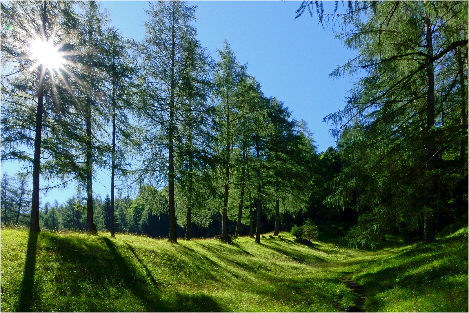 Morgensonne im Lärchenwald