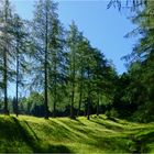 Morgensonne im Lärchenwald