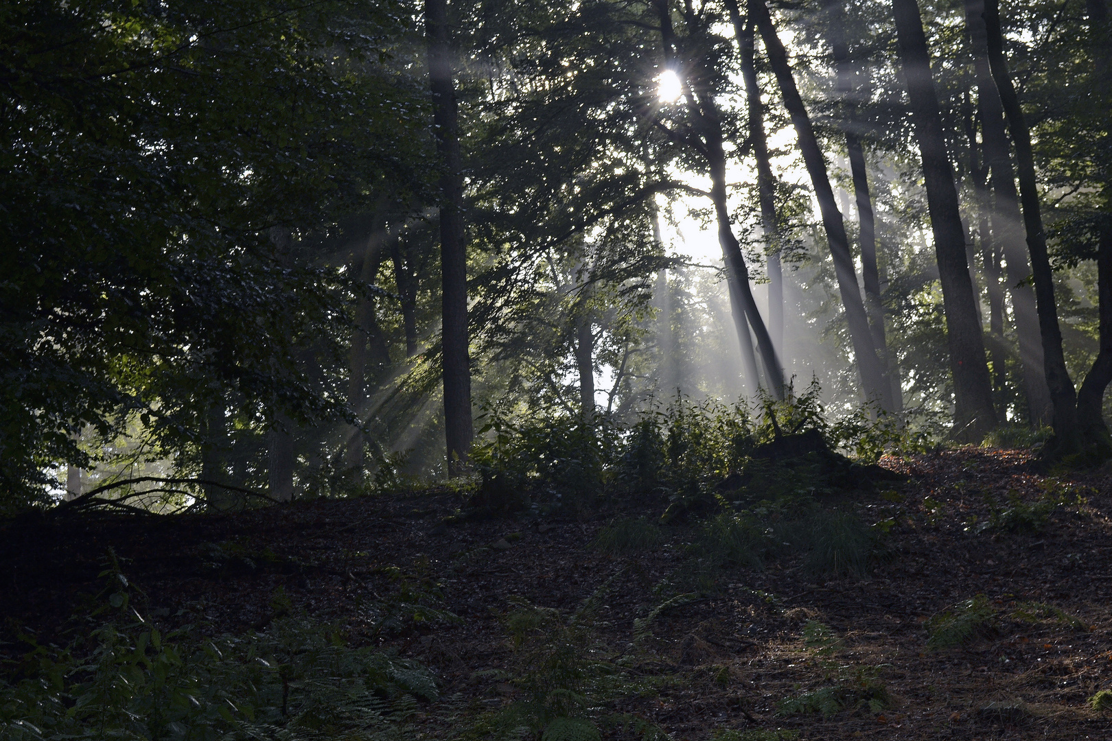 Morgensonne im Nebel