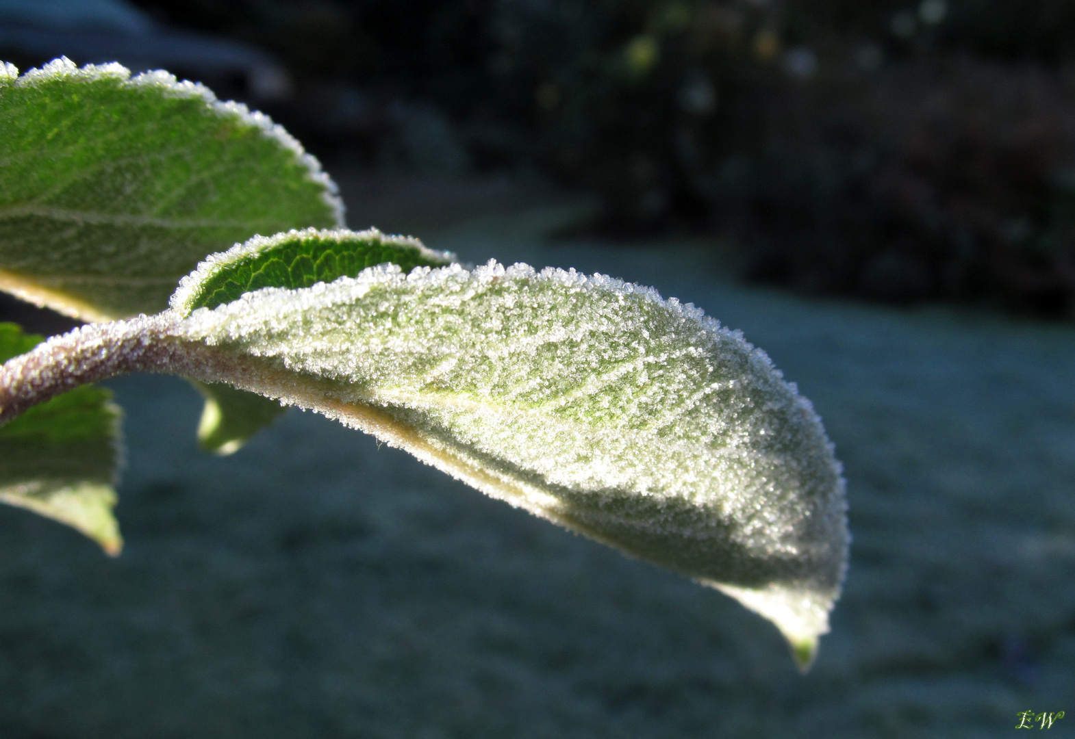 ~ Morgensonne im Oktober ~