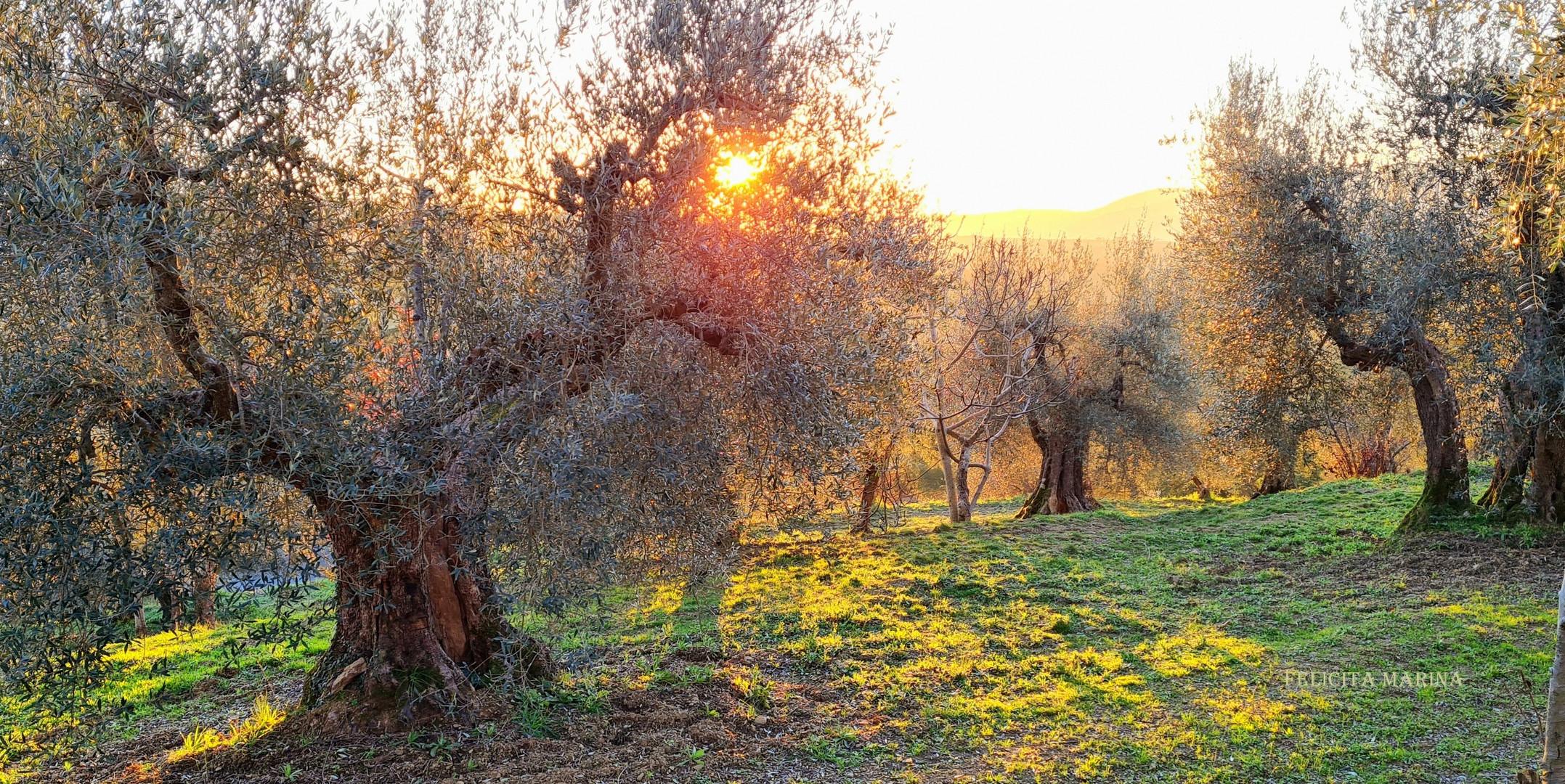 MORGENSONNE IM OLIVENHAIN