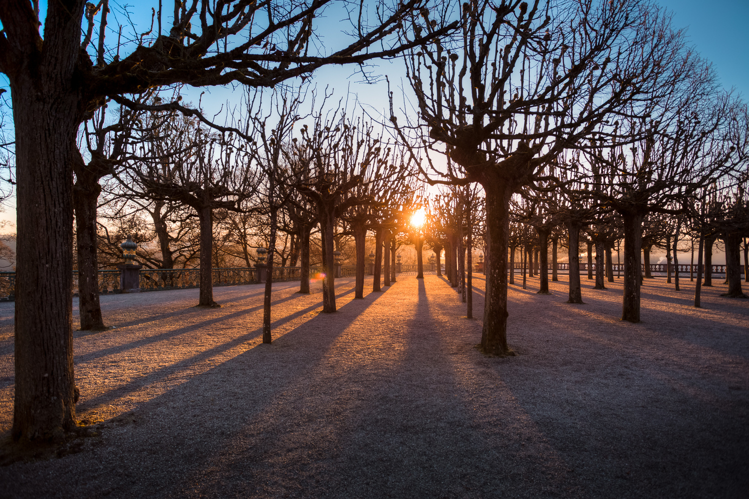 Morgensonne im Park 