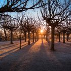 Morgensonne im Park 