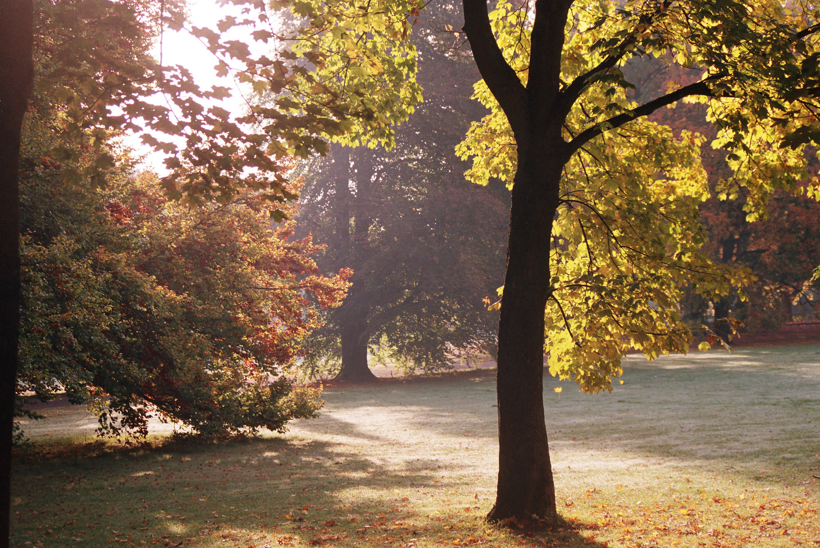 Morgensonne im Park