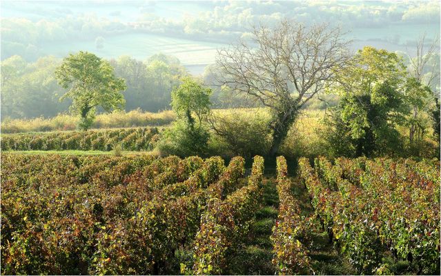 Morgensonne im Rebland