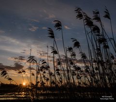 Morgensonne im Schilf