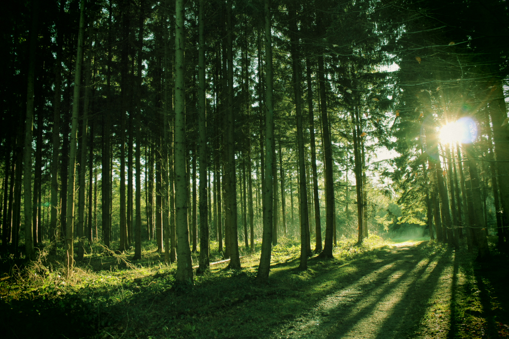 Morgensonne im Schlosspark