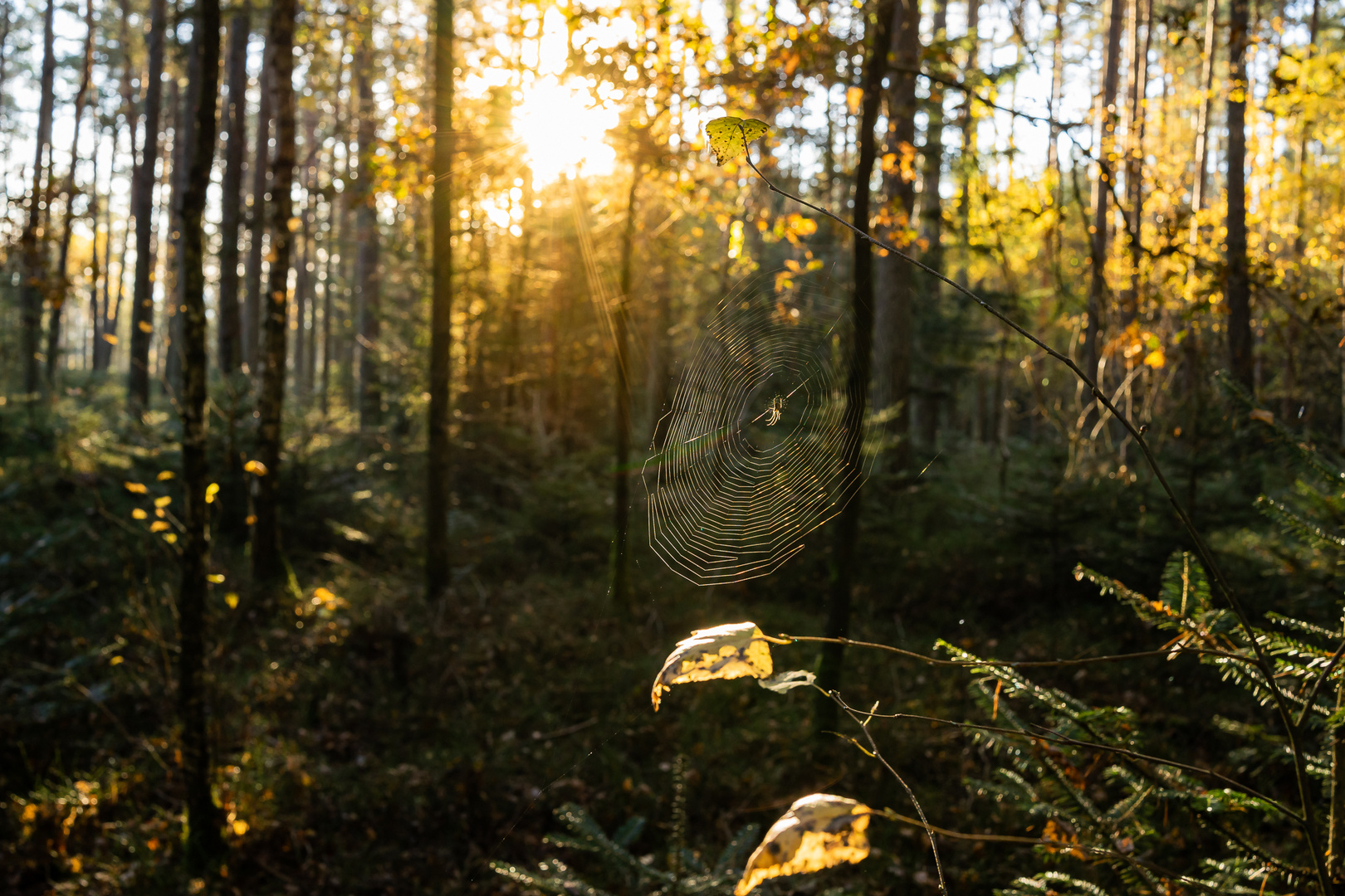 Morgensonne im Spinnennetz