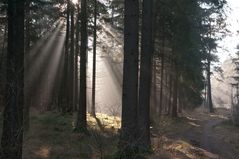 Morgensonne im Stadtwald Augsburg